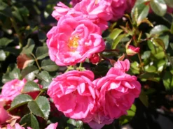 Bodendecker-Rose 'Palmengarten Frankfurt' -Deutschland Garten Funk Verkaufs-Shop bodendeckerrose palmengarten frankfurt m002674 w 1