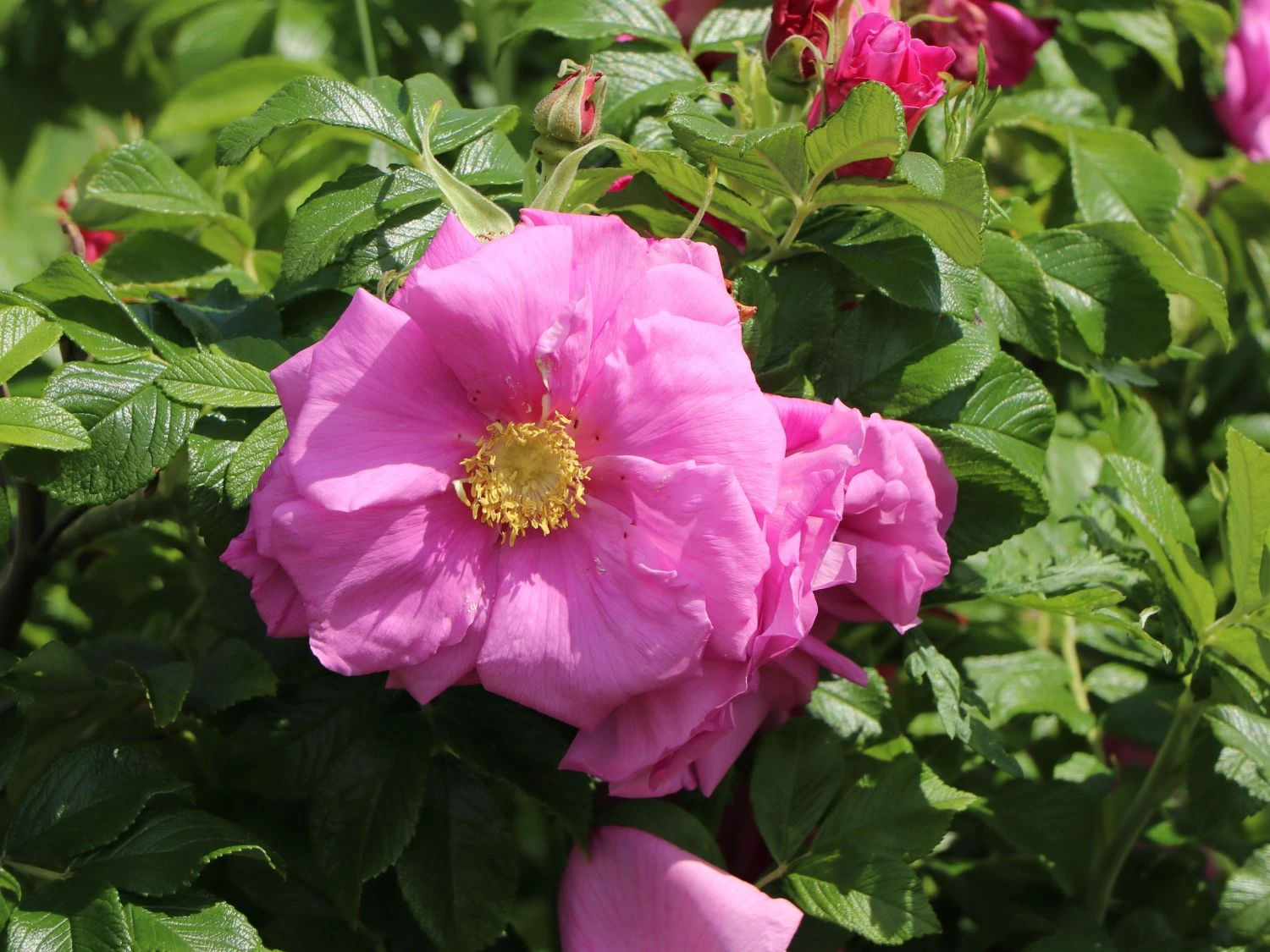 Bodendeckerrose 'Pink Roadrunner ®' 7 Bodendeckerrose 'Pink Roadrunner ®' – Bild 7