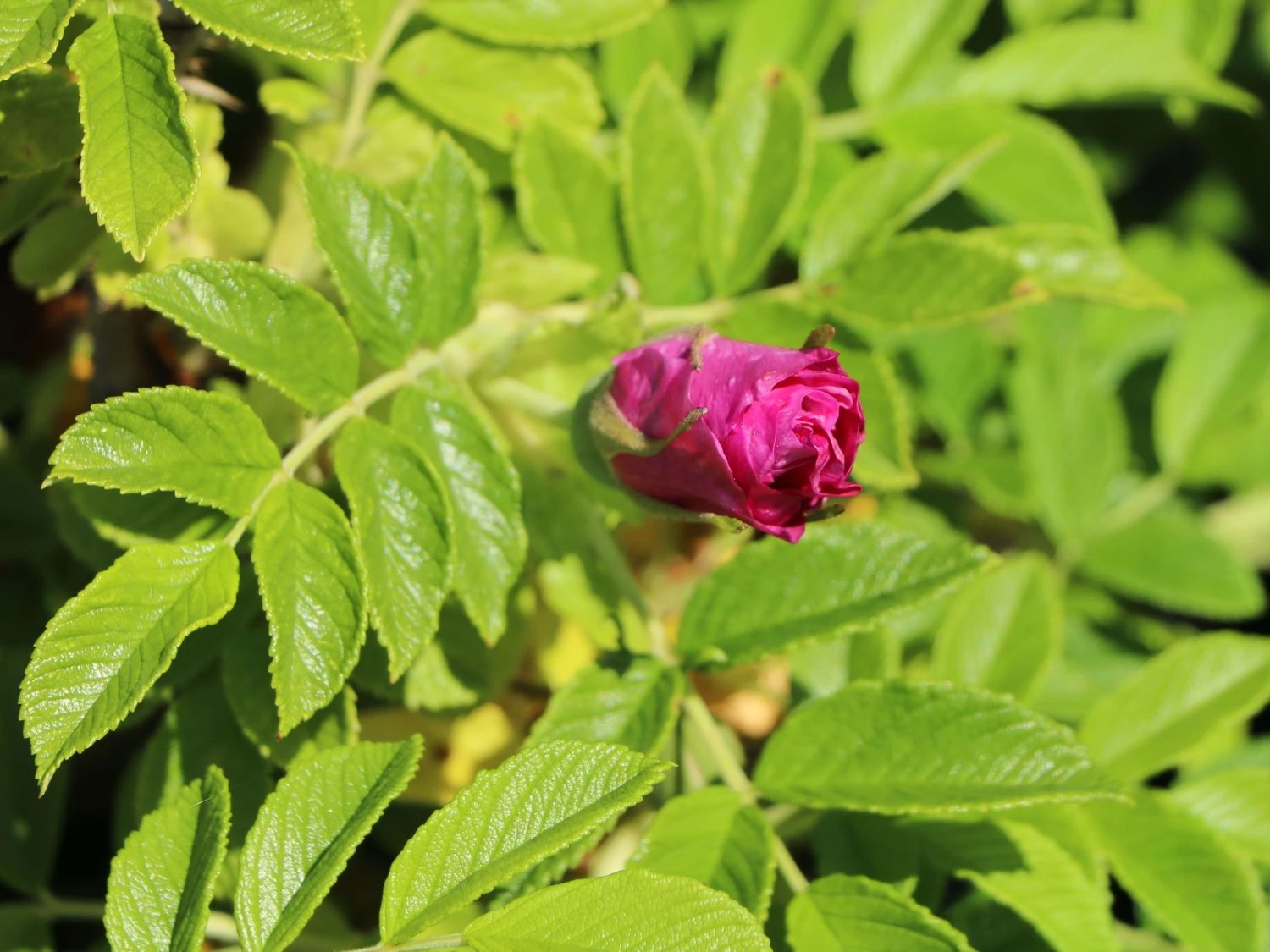 Bodendeckerrose 'Pink Roadrunner ®' 2 Bodendeckerrose 'Pink Roadrunner ®' – Bild 2
