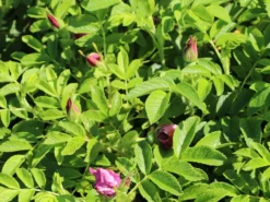 Bodendeckerrose 'Pink Roadrunner ®' 11 Bodendeckerrose 'Pink Roadrunner ®' -Deutschland Garten Funk Verkaufs-Shop bodendeckerrose pink roadrunner m005752 w 2