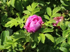 Bodendeckerrose 'Pink Roadrunner ®' 10 Bodendeckerrose 'Pink Roadrunner ®' -Deutschland Garten Funk Verkaufs-Shop bodendeckerrose pink roadrunner m005752 w 3