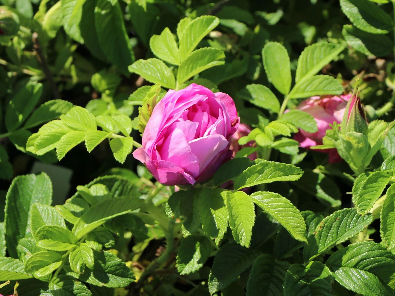 Bodendeckerrose 'Pink Roadrunner ®' 3 Bodendeckerrose 'Pink Roadrunner ®' – Bild 3