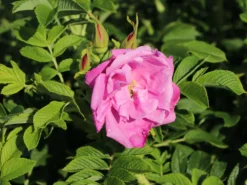 Bodendeckerrose 'Pink Roadrunner ®' 15 Bodendeckerrose 'Pink Roadrunner ®' -Deutschland Garten Funk Verkaufs-Shop bodendeckerrose pink roadrunner m005752 w 4