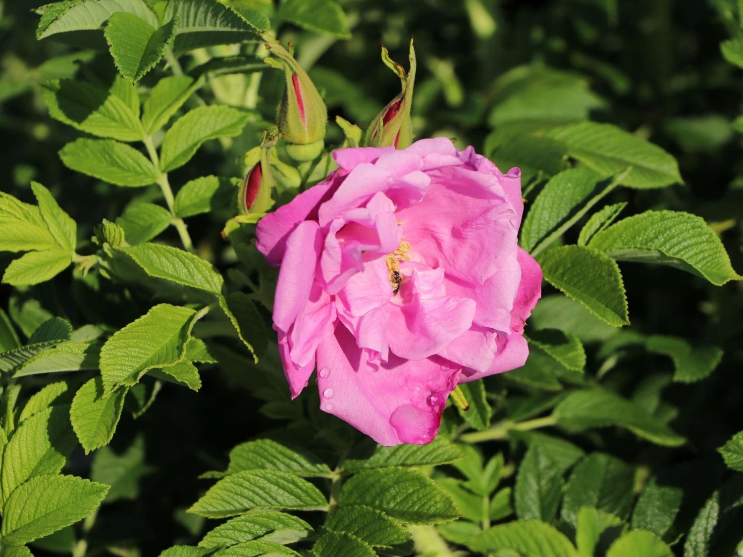 Bodendeckerrose 'Pink Roadrunner ®' 8 Bodendeckerrose 'Pink Roadrunner ®' – Bild 8