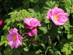 Bodendeckerrose 'Pink Roadrunner ®' 12 Bodendeckerrose 'Pink Roadrunner ®' -Deutschland Garten Funk Verkaufs-Shop bodendeckerrose pink roadrunner m005752 w 5