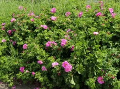 Bodendeckerrose 'Pink Roadrunner ®' 13 Bodendeckerrose 'Pink Roadrunner ®' -Deutschland Garten Funk Verkaufs-Shop bodendeckerrose pink roadrunner m005752 w 6