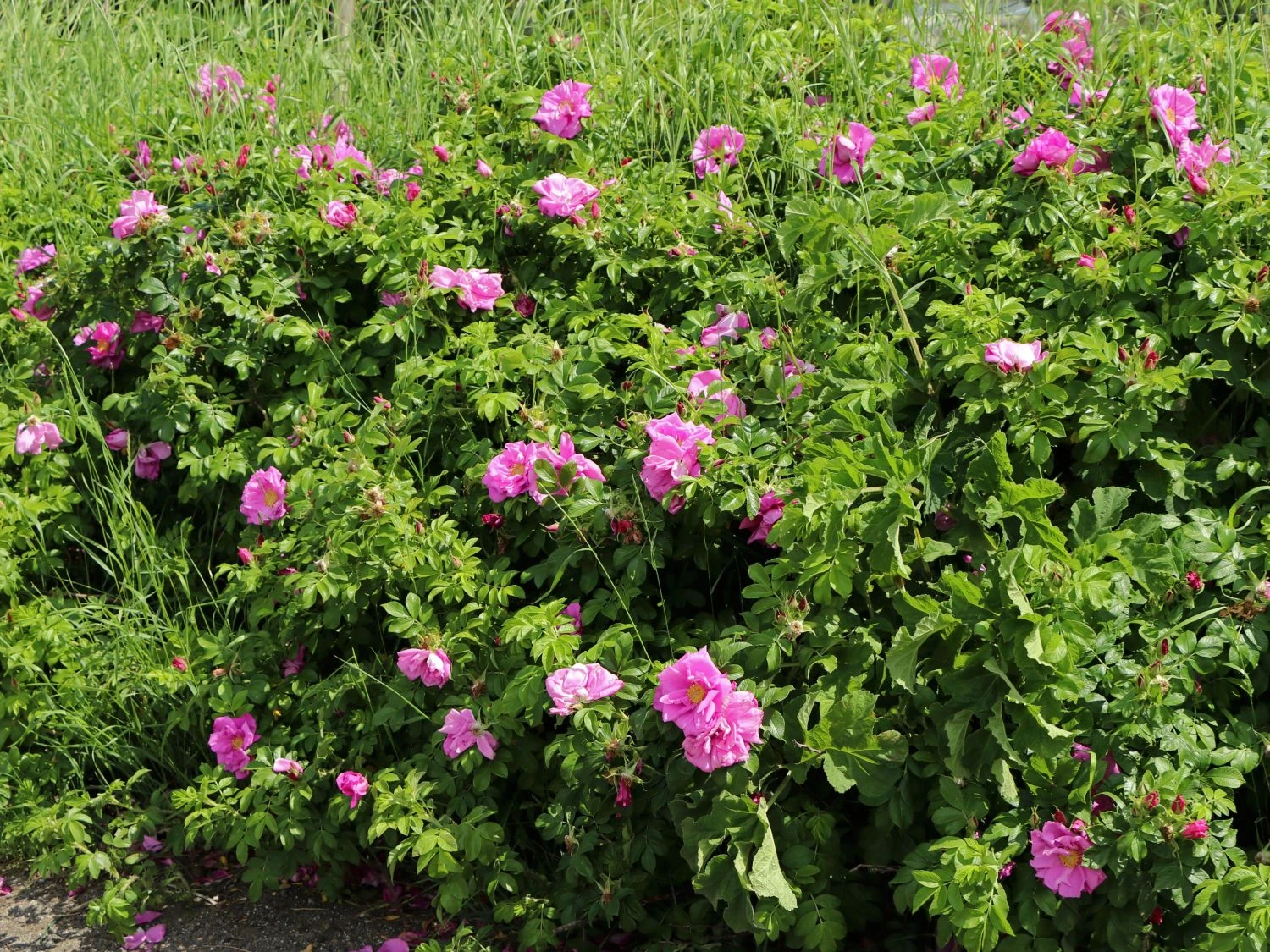 Bodendeckerrose 'Pink Roadrunner ®' 6 Bodendeckerrose 'Pink Roadrunner ®' – Bild 6