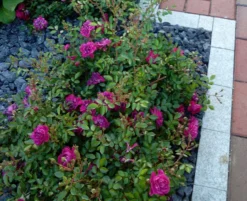 Bodendeckerrose 'Purple Rain' ® -Deutschland Garten Funk Verkaufs-Shop bodendeckerrose purple rain m055251 573599 0