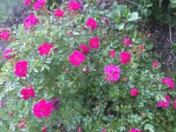 Bodendeckerrose 'Purple Rain' ® -Deutschland Garten Funk Verkaufs-Shop bodendeckerrose purple rain m055251 630219 0