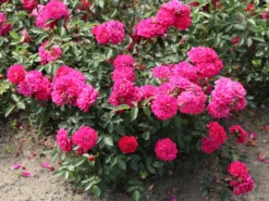 Bodendeckerrose 'Purple Rain' ®