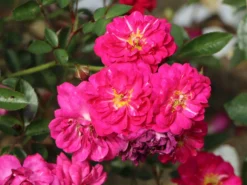 Bodendeckerrose 'Purple Rain' ® -Deutschland Garten Funk Verkaufs-Shop bodendeckerrose purple rain m055251 w 0