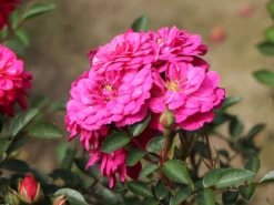 Bodendeckerrose 'Purple Rain' ® -Deutschland Garten Funk Verkaufs-Shop bodendeckerrose purple rain m055251 w 1