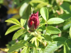 Bodendecker-Rose 'Purple Roadrunner ®' 7 Bodendecker-Rose 'Purple Roadrunner ®' -Deutschland Garten Funk Verkaufs-Shop bodendeckerrose purple roadrunner m055188 w 0