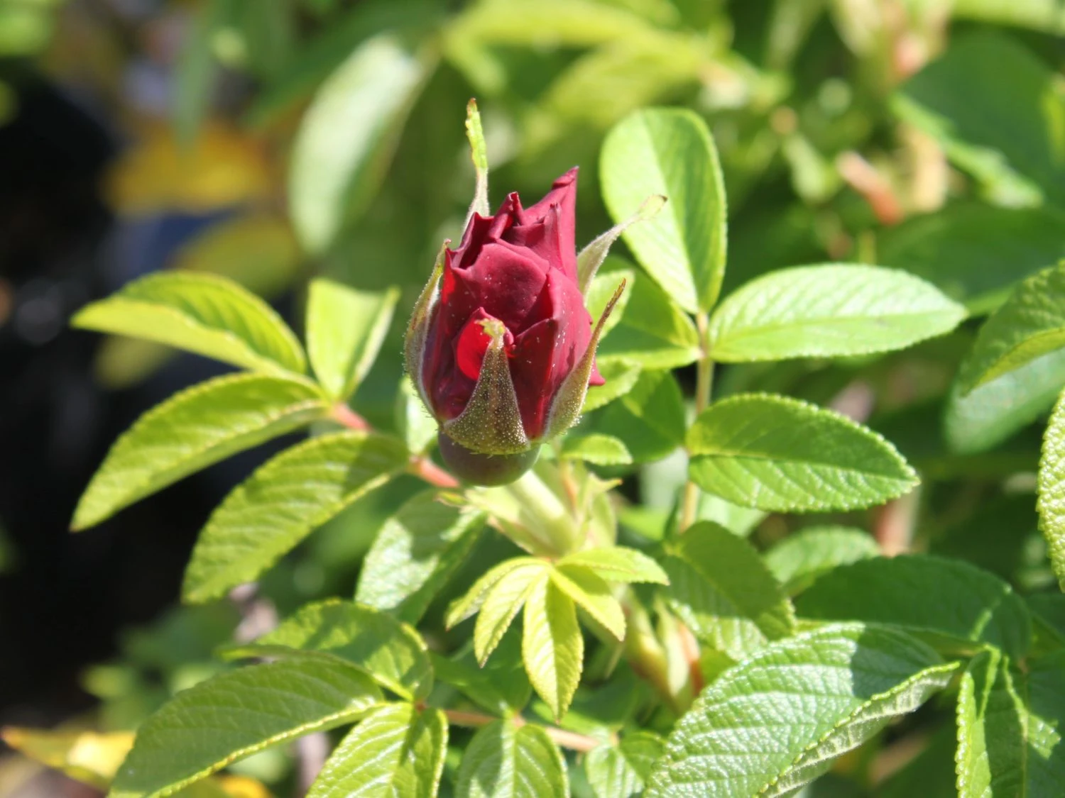 Bodendecker-Rose 'Purple Roadrunner ®' 3 Bodendecker-Rose 'Purple Roadrunner ®' – Bild 3