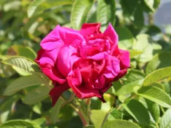 Bodendecker-Rose 'Purple Roadrunner ®' 8 Bodendecker-Rose 'Purple Roadrunner ®' -Deutschland Garten Funk Verkaufs-Shop bodendeckerrose purple roadrunner m055188 w 1