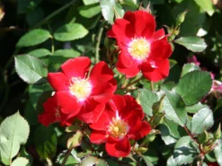 Bodendecker-Rose 'Red Meidiland'