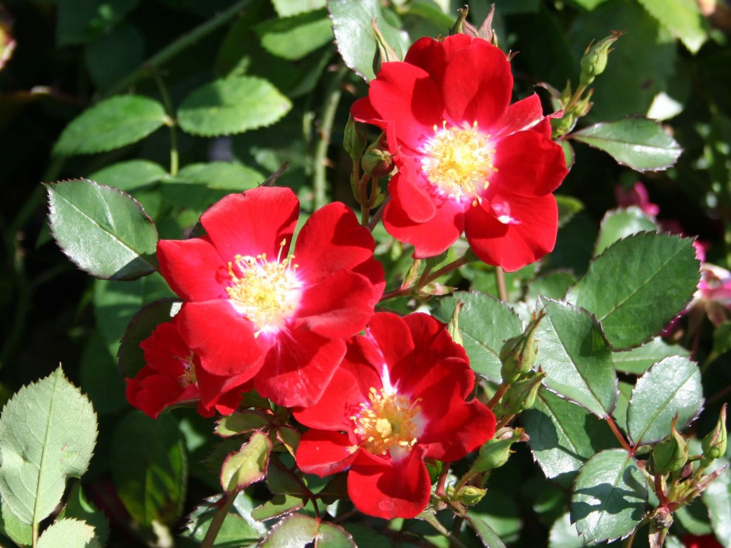 Bodendecker-Rose 'Red Meidiland' 1 Bodendecker-Rose 'Red Meidiland'