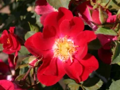 Bodendecker-Rose 'Red Meidiland' 5 Bodendecker-Rose 'Red Meidiland' -Deutschland Garten Funk Verkaufs-Shop bodendeckerrose red meidiland m002696 w 1