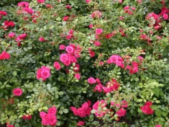 Bodendeckerrose 'Rody' ® 9 Bodendeckerrose 'Rody' ® -Deutschland Garten Funk Verkaufs-Shop bodendeckerrose rody m005562 w 0