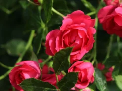 Bodendeckerrose 'Rody' ® 7 Bodendeckerrose 'Rody' ® -Deutschland Garten Funk Verkaufs-Shop bodendeckerrose rody m005562 w 3
