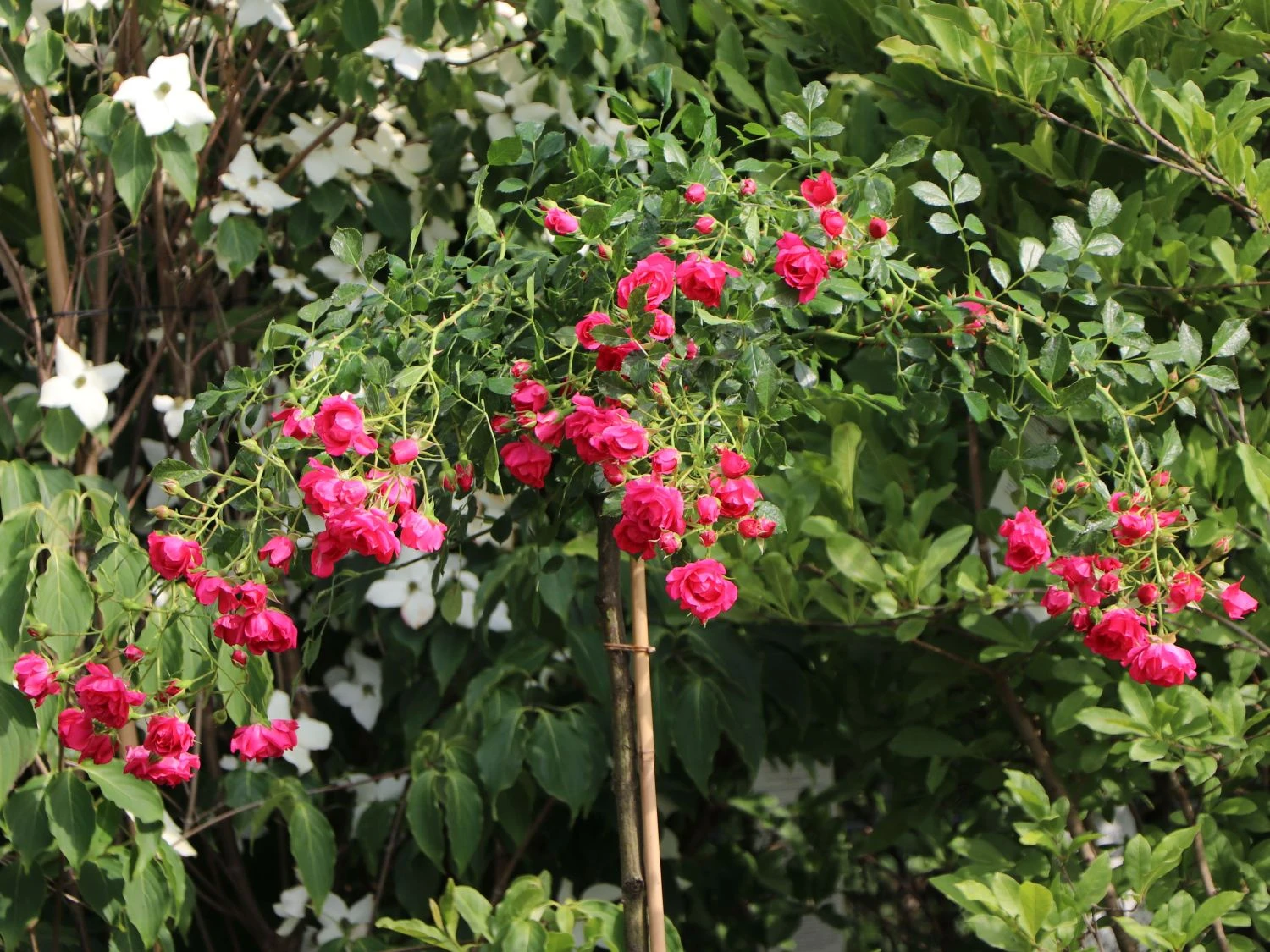 Bodendeckerrose 'Rody' ® 2 Bodendeckerrose 'Rody' ® – Bild 2