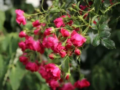 Bodendeckerrose 'Rody' ® 8 Bodendeckerrose 'Rody' ® -Deutschland Garten Funk Verkaufs-Shop bodendeckerrose rody m005562 w 5