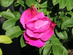 Bodendeckerrose 'Rote Apart' -Deutschland Garten Funk Verkaufs-Shop bodendeckerrose rote apart m009463 w 0