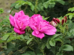 Bodendeckerrose 'Rote Apart' -Deutschland Garten Funk Verkaufs-Shop bodendeckerrose rote apart m009463 w 1