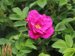 Bodendeckerrose 'Rote Apart' -Deutschland Garten Funk Verkaufs-Shop bodendeckerrose rote apart m009463 w 2