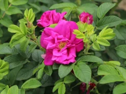Bodendeckerrose 'Rote Apart' -Deutschland Garten Funk Verkaufs-Shop bodendeckerrose rote apart m009463 w 3