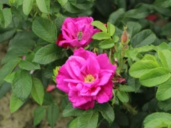 Bodendeckerrose 'Rote Apart' -Deutschland Garten Funk Verkaufs-Shop bodendeckerrose rote apart m009463 w 4