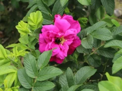 Bodendeckerrose 'Rote Apart' -Deutschland Garten Funk Verkaufs-Shop bodendeckerrose rote apart m009463 w 5