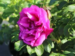 Bodendeckerrose 'Rote Apart' -Deutschland Garten Funk Verkaufs-Shop bodendeckerrose rote apart m009463 w 6