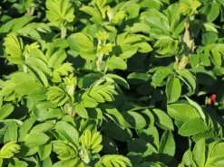 Bodendeckerrose 'Rote Apart' -Deutschland Garten Funk Verkaufs-Shop bodendeckerrose rote apart m009463 w 7