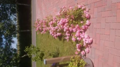 Bodendeckerrose 'Satina' ® 18 Bodendeckerrose 'Satina' ® -Deutschland Garten Funk Verkaufs-Shop bodendeckerrose satina m005572 721636 0