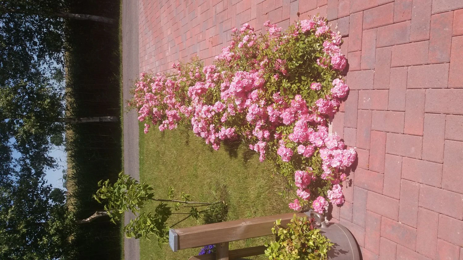 Bodendeckerrose 'Satina' ® 9 Bodendeckerrose 'Satina' ® – Bild 9