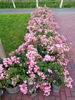 Bodendeckerrose 'Satina' ® 17 Bodendeckerrose 'Satina' ® -Deutschland Garten Funk Verkaufs-Shop bodendeckerrose satina m005572 721636 1