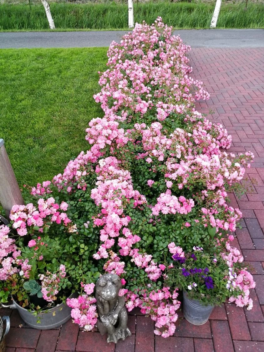 Bodendeckerrose 'Satina' ® 8 Bodendeckerrose 'Satina' ® – Bild 8