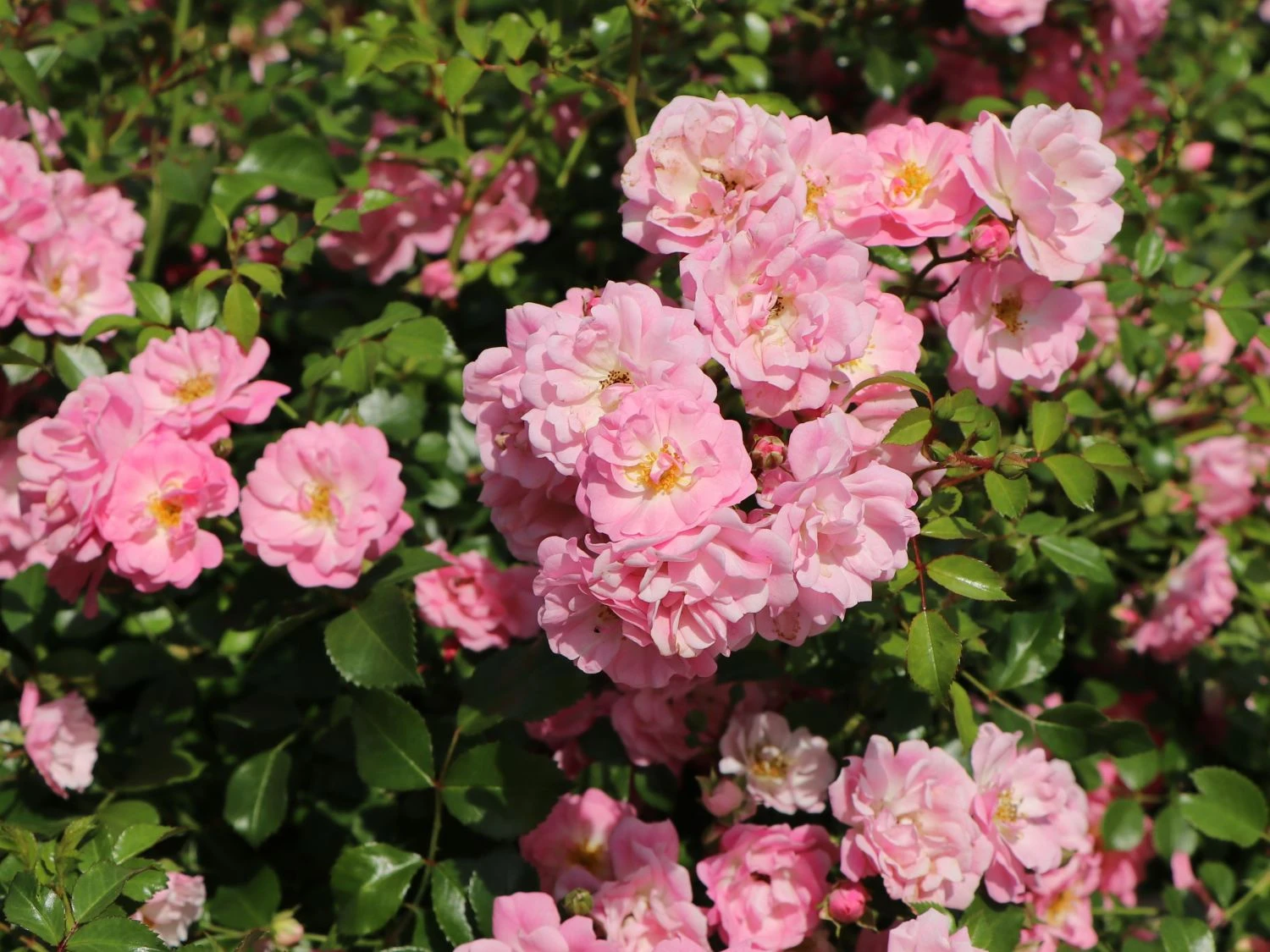 Bodendeckerrose 'Satina' ® 3 Bodendeckerrose 'Satina' ® – Bild 3