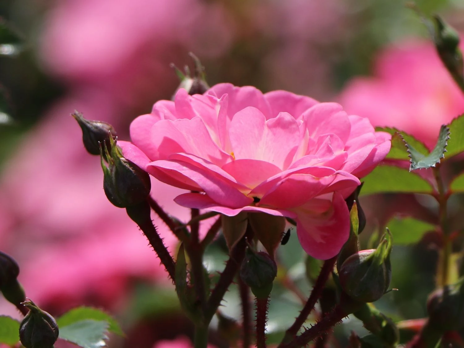 Bodendeckerrose 'Satina' ® 2 Bodendeckerrose 'Satina' ® – Bild 2