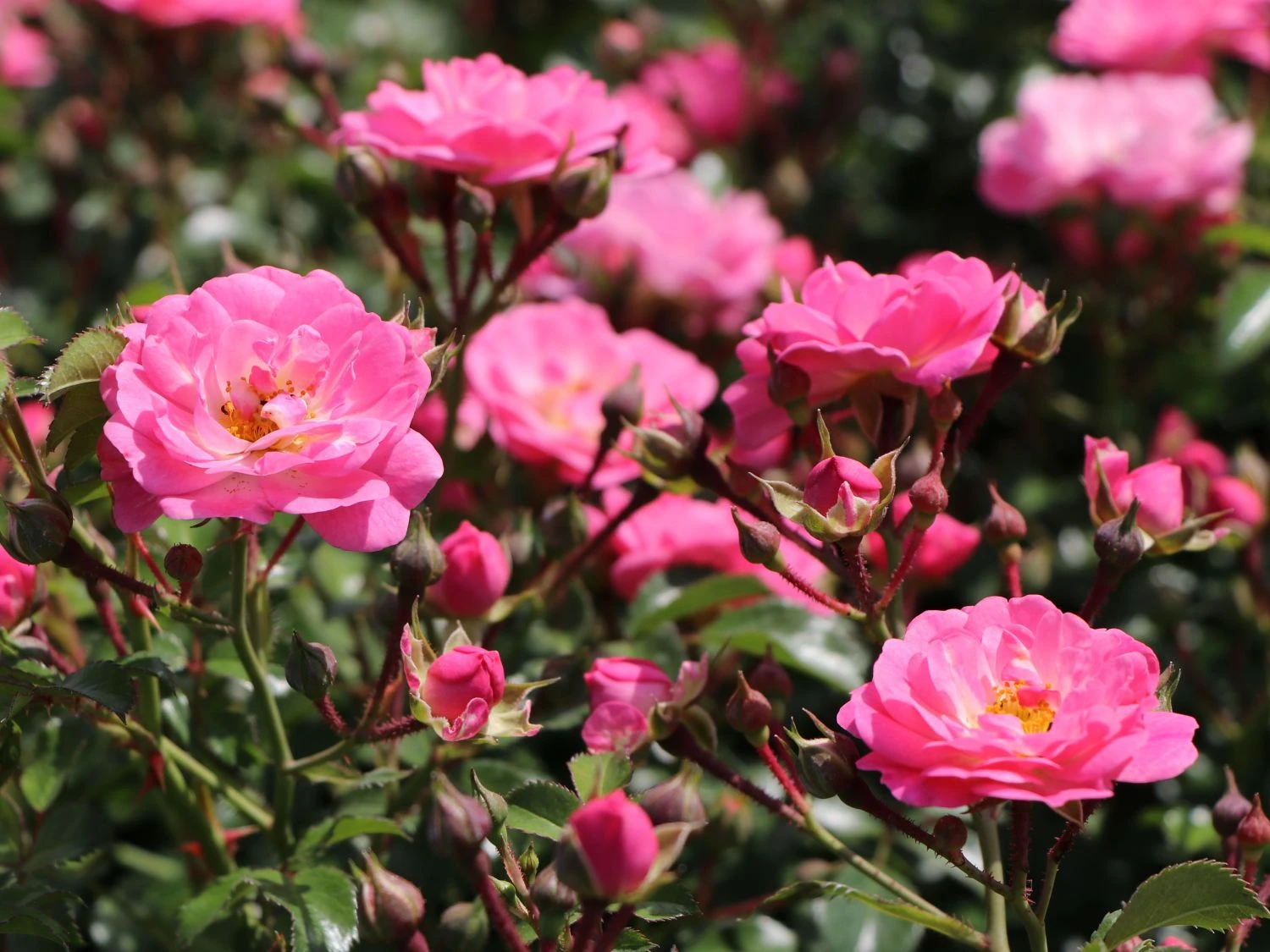 Bodendeckerrose 'Satina' ® 5 Bodendeckerrose 'Satina' ® – Bild 5