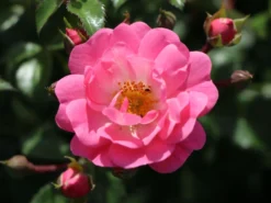 Bodendeckerrose 'Satina' ® 13 Bodendeckerrose 'Satina' ® -Deutschland Garten Funk Verkaufs-Shop bodendeckerrose satina m005572 w 4