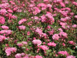 Bodendeckerrose 'Satina' ® 16 Bodendeckerrose 'Satina' ® -Deutschland Garten Funk Verkaufs-Shop bodendeckerrose satina m005572 w 5