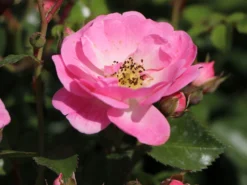 Bodendeckerrose 'Satina' ® 15 Bodendeckerrose 'Satina' ® -Deutschland Garten Funk Verkaufs-Shop bodendeckerrose satina m005572 w 6