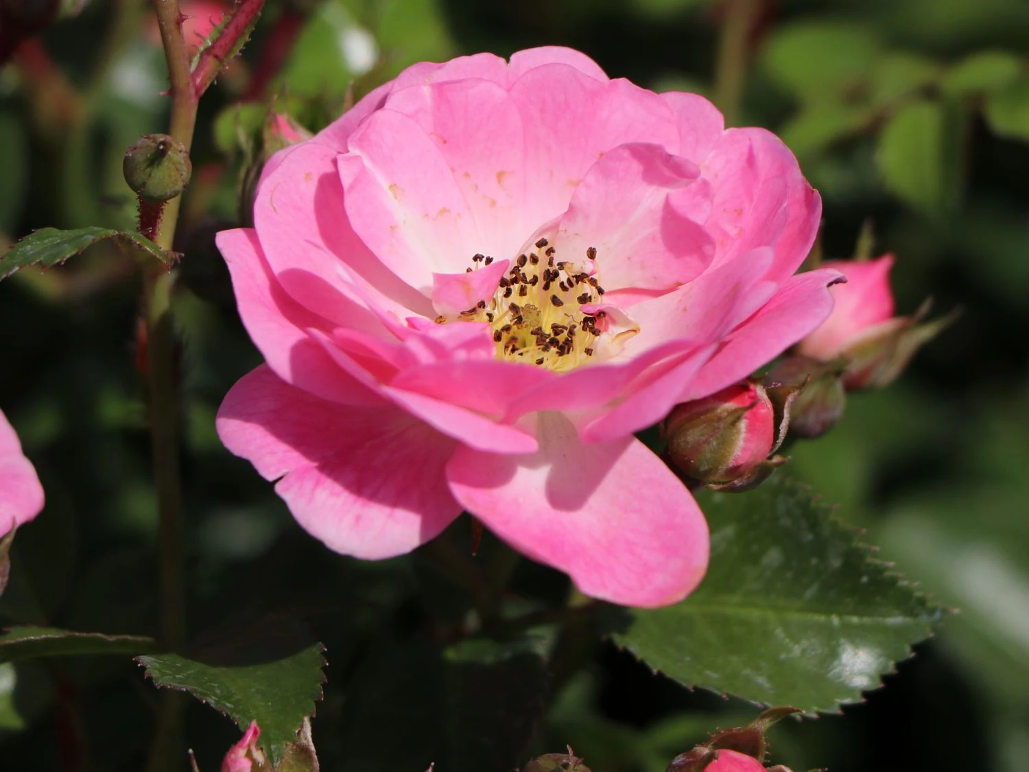 Bodendeckerrose 'Satina' ® 6 Bodendeckerrose 'Satina' ® – Bild 6