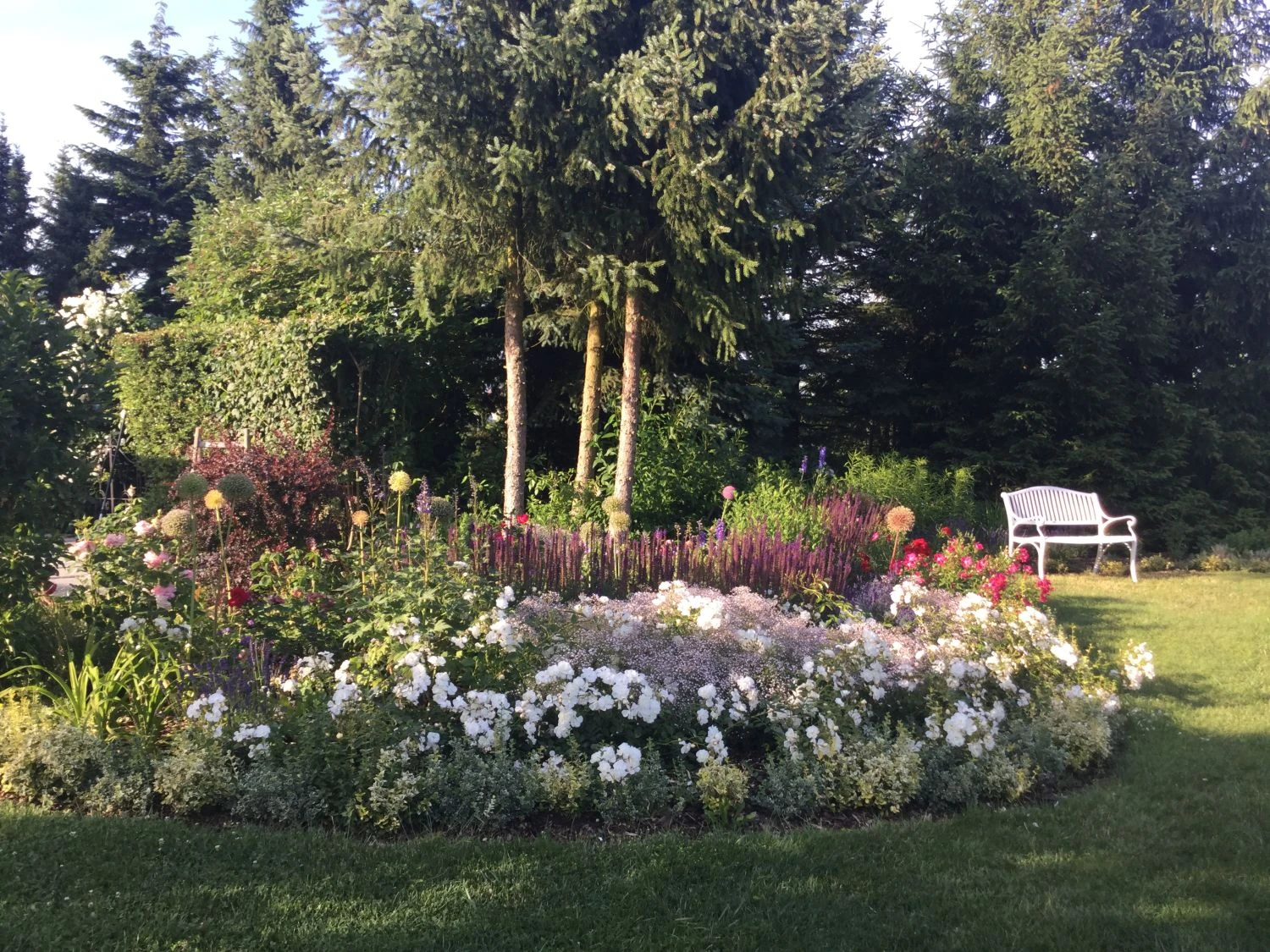 Bodendeckerrose 'Schneekönigin' ® 10 Bodendeckerrose 'Schneekönigin' ® – Bild 10