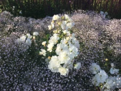 Bodendeckerrose 'Schneekönigin' ® 18 Bodendeckerrose 'Schneekönigin' ® -Deutschland Garten Funk Verkaufs-Shop bodendeckerrose schneekoenigin m005580 510700 1