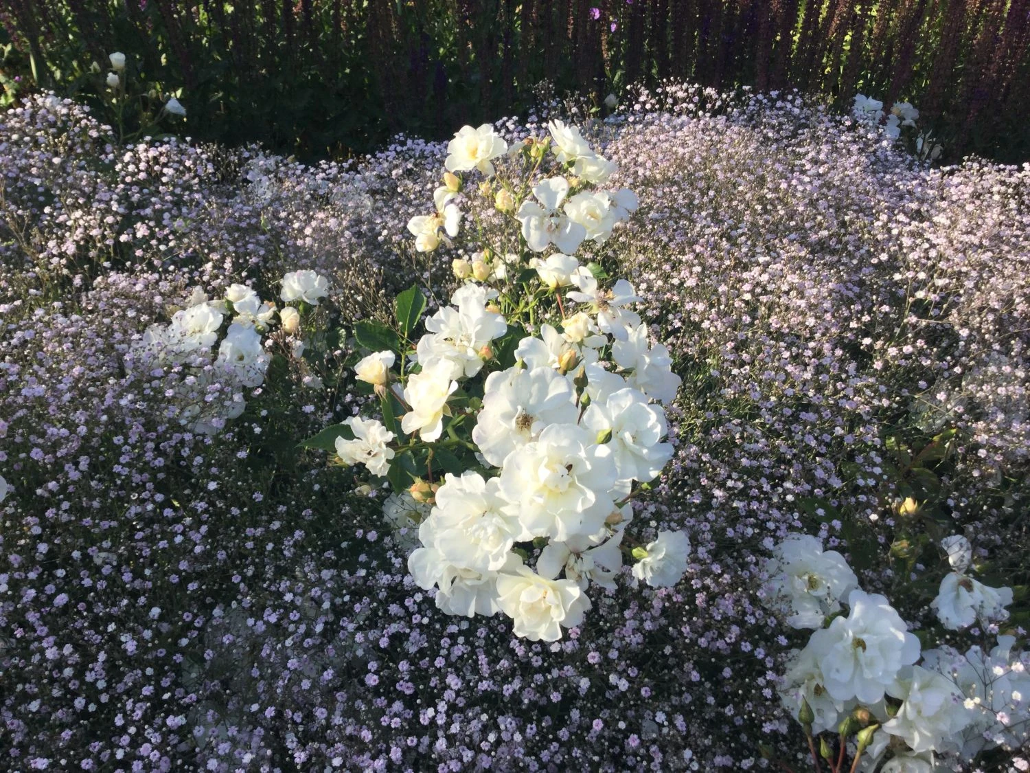 Bodendeckerrose 'Schneekönigin' ® 9 Bodendeckerrose 'Schneekönigin' ® – Bild 9