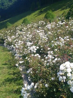 Bodendeckerrose 'Schneekönigin' ® 17 Bodendeckerrose 'Schneekönigin' ® -Deutschland Garten Funk Verkaufs-Shop bodendeckerrose schneekoenigin m005580 757382 0