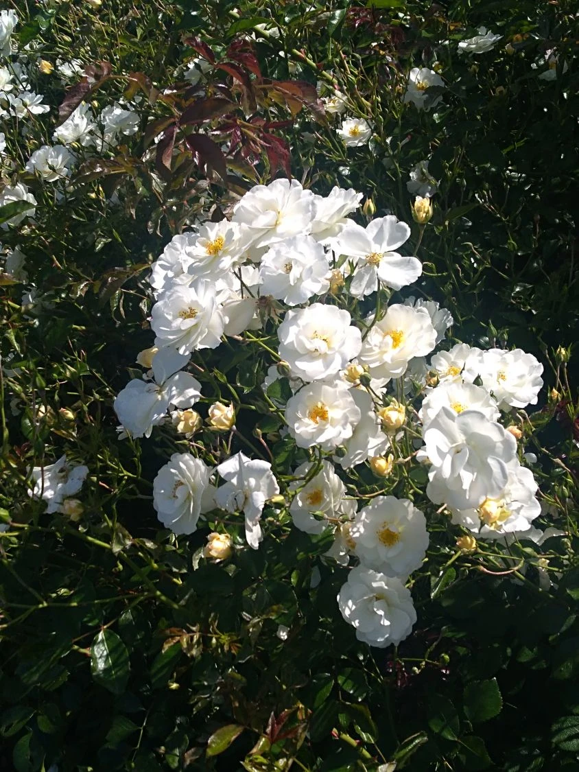 Bodendeckerrose 'Schneekönigin' ® 7 Bodendeckerrose 'Schneekönigin' ® – Bild 7